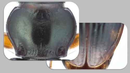 Bembidion assimile